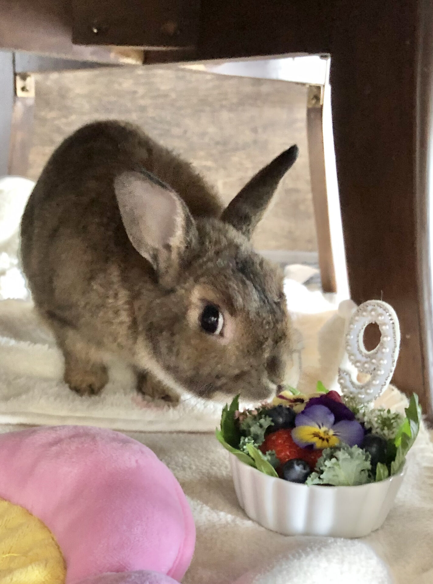 らんちゃん（シニア部門）