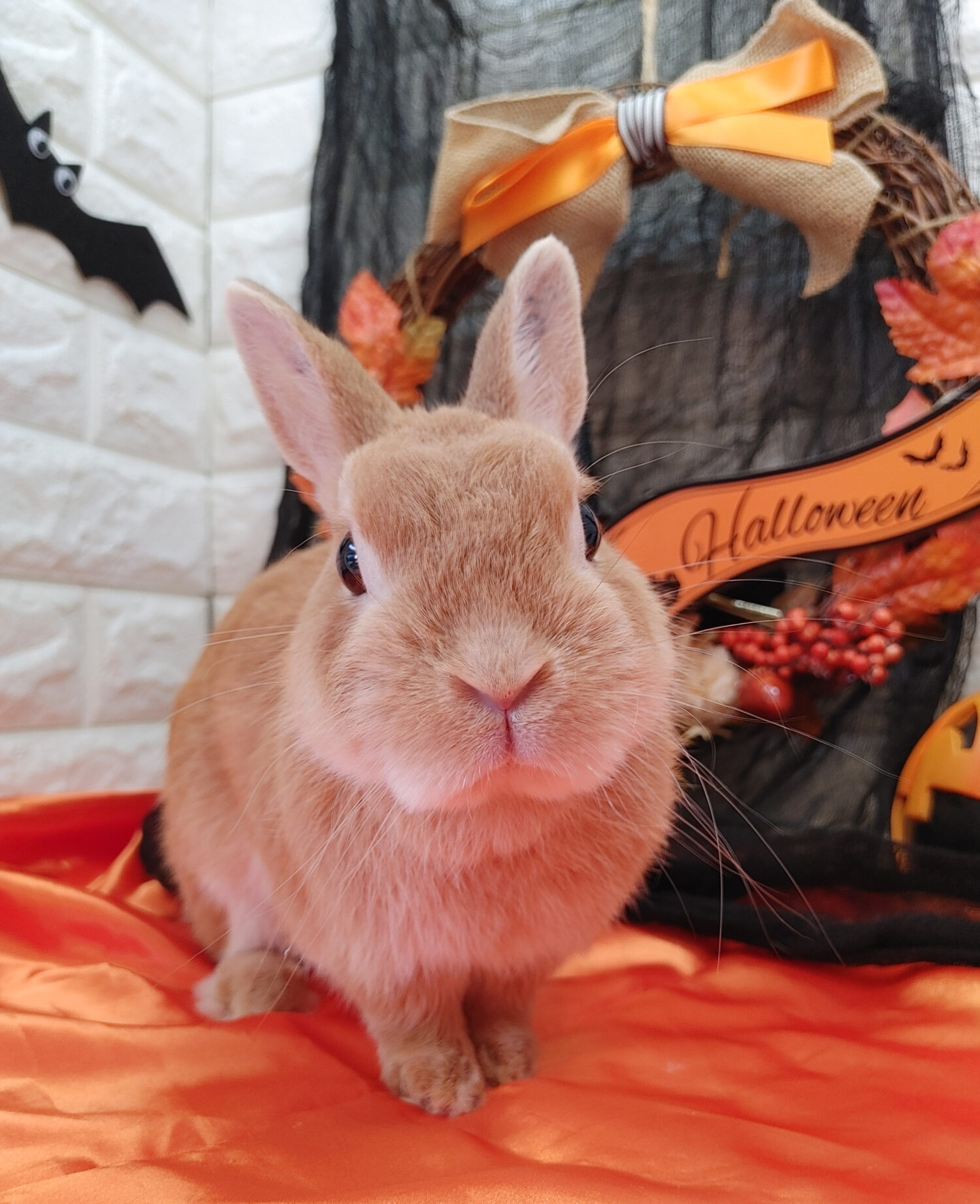 うた（シニア部門）