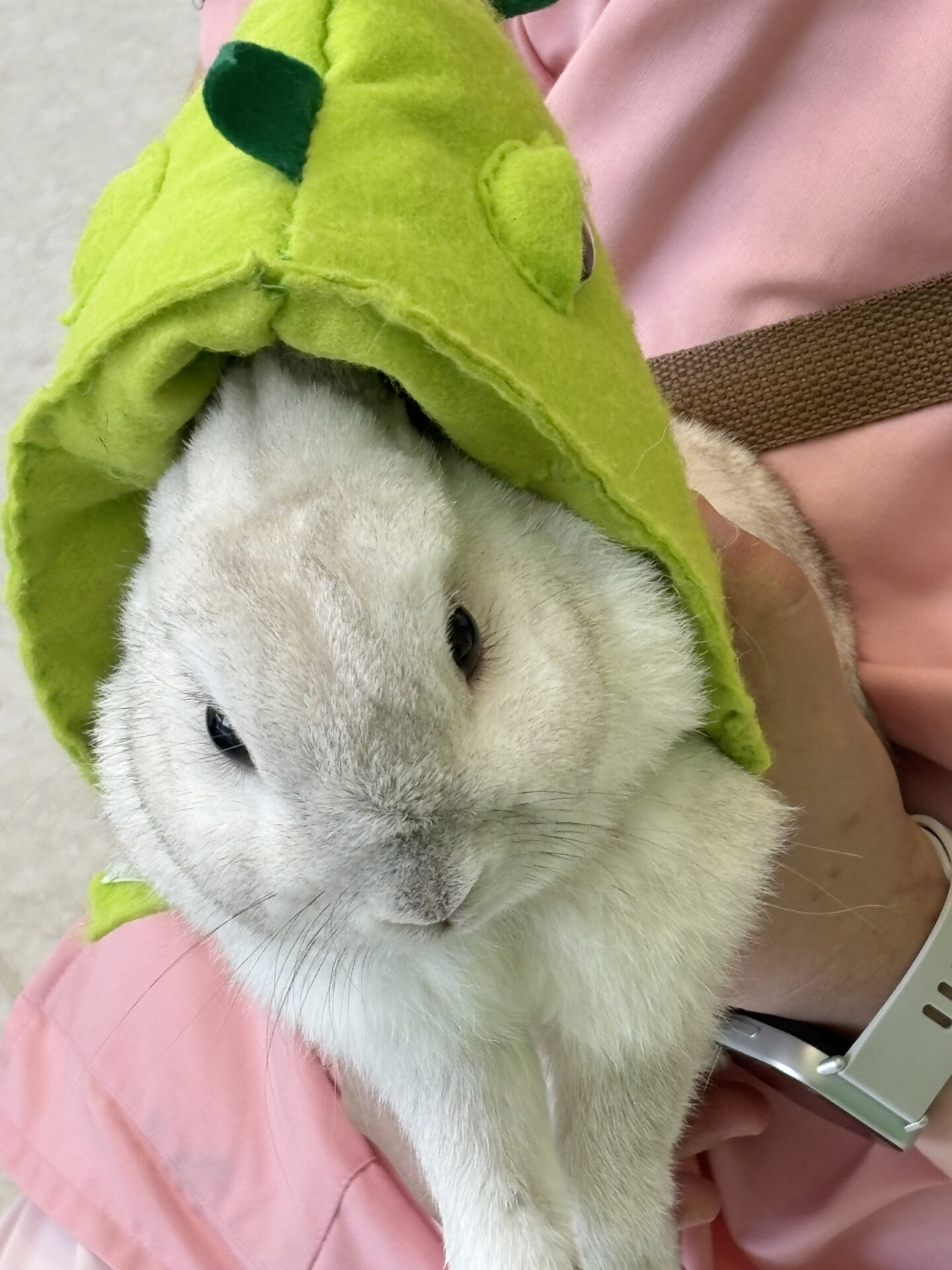 モコ（シニア部門）