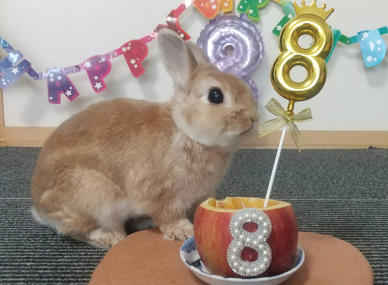 マロン（シニア部門）