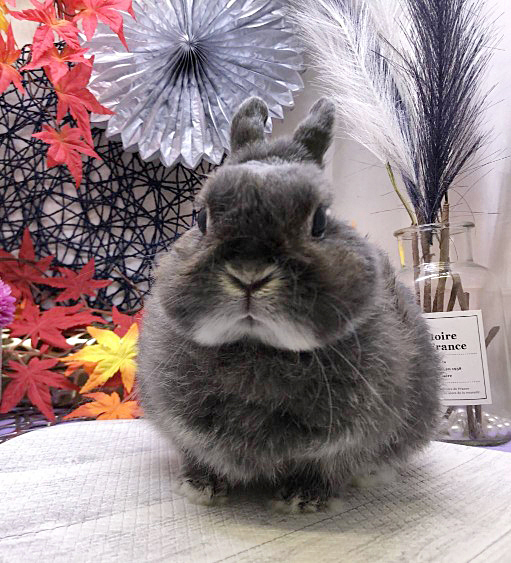 とんすけ（シニア部門）