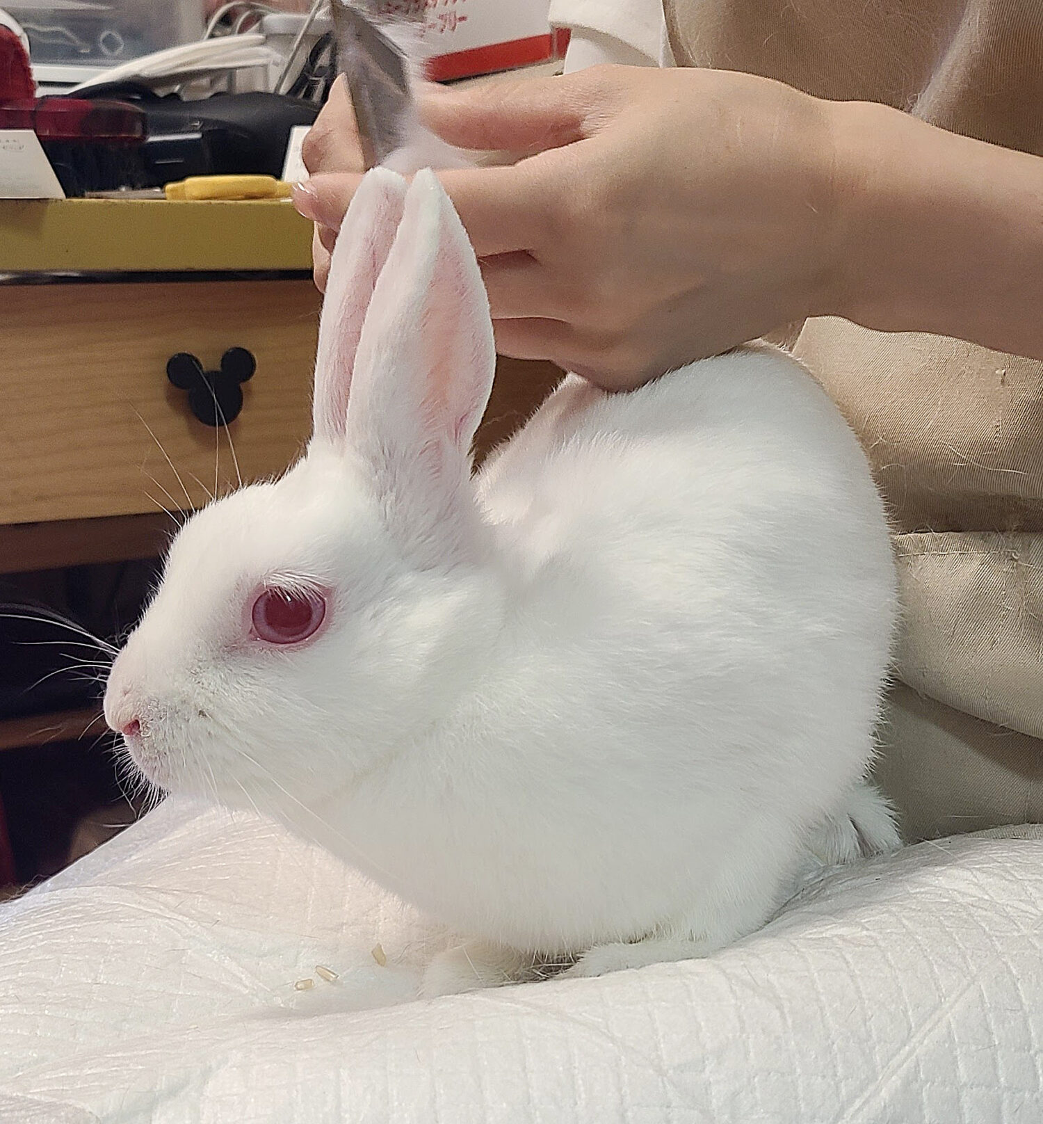 もっち（シニア部門）