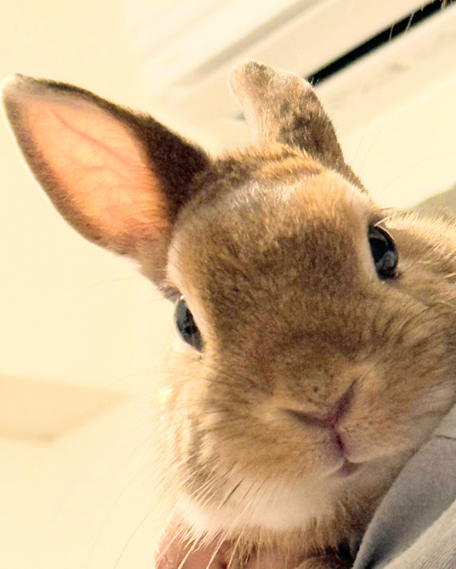 鈴（おしゃれ部門）