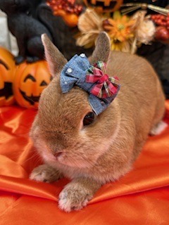 Cookie（おしゃれ部門）