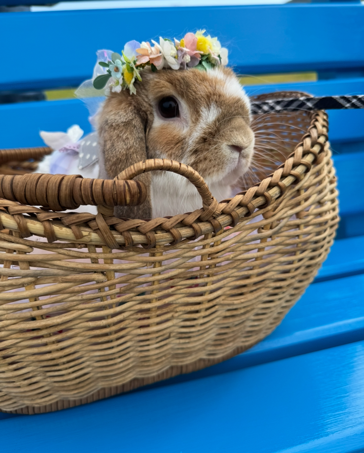 はる（おしゃれ部門）