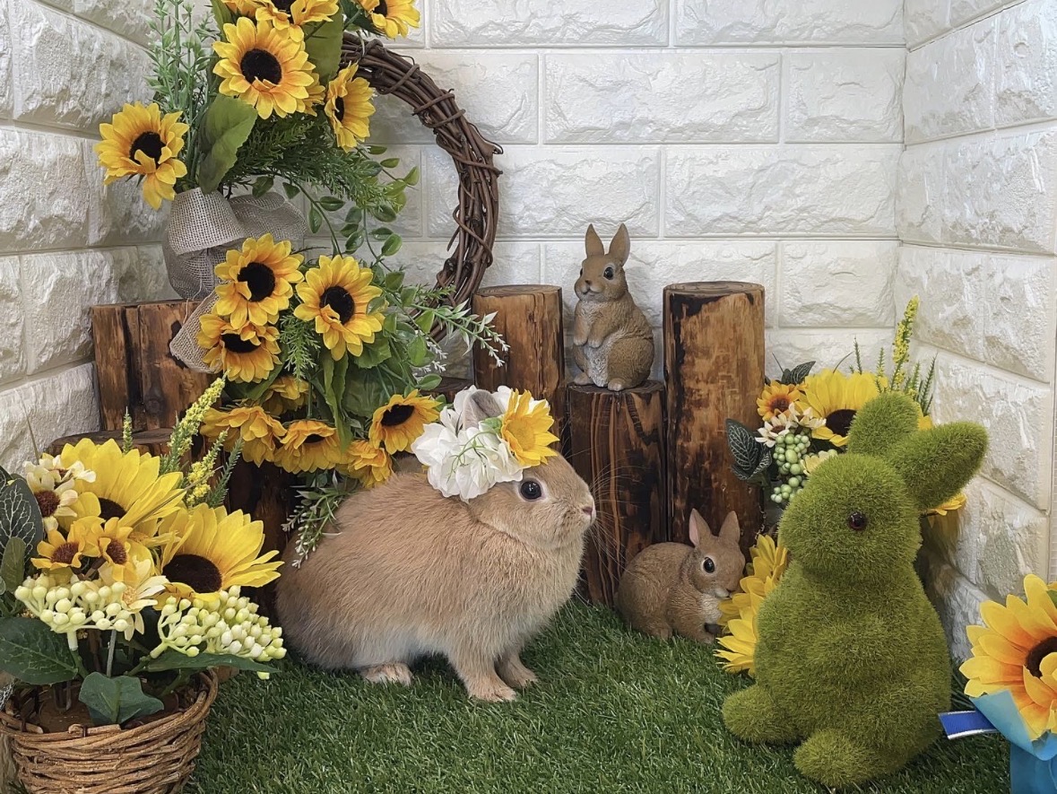 つくし（おしゃれ部門）