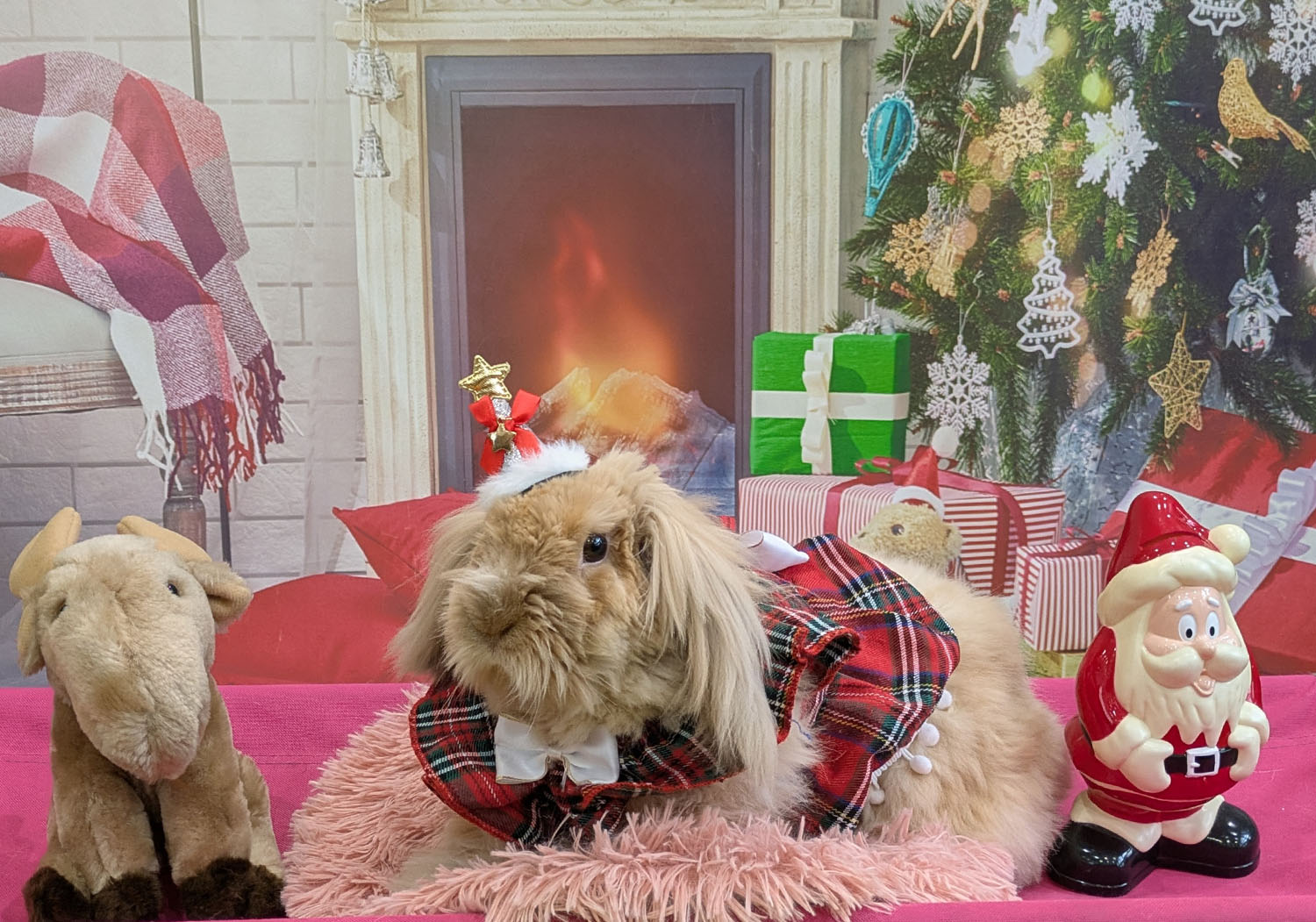 幸楽（おしゃれ部門）