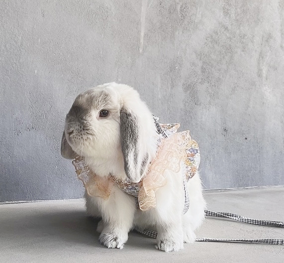 わたあめ（おしゃれ部門）