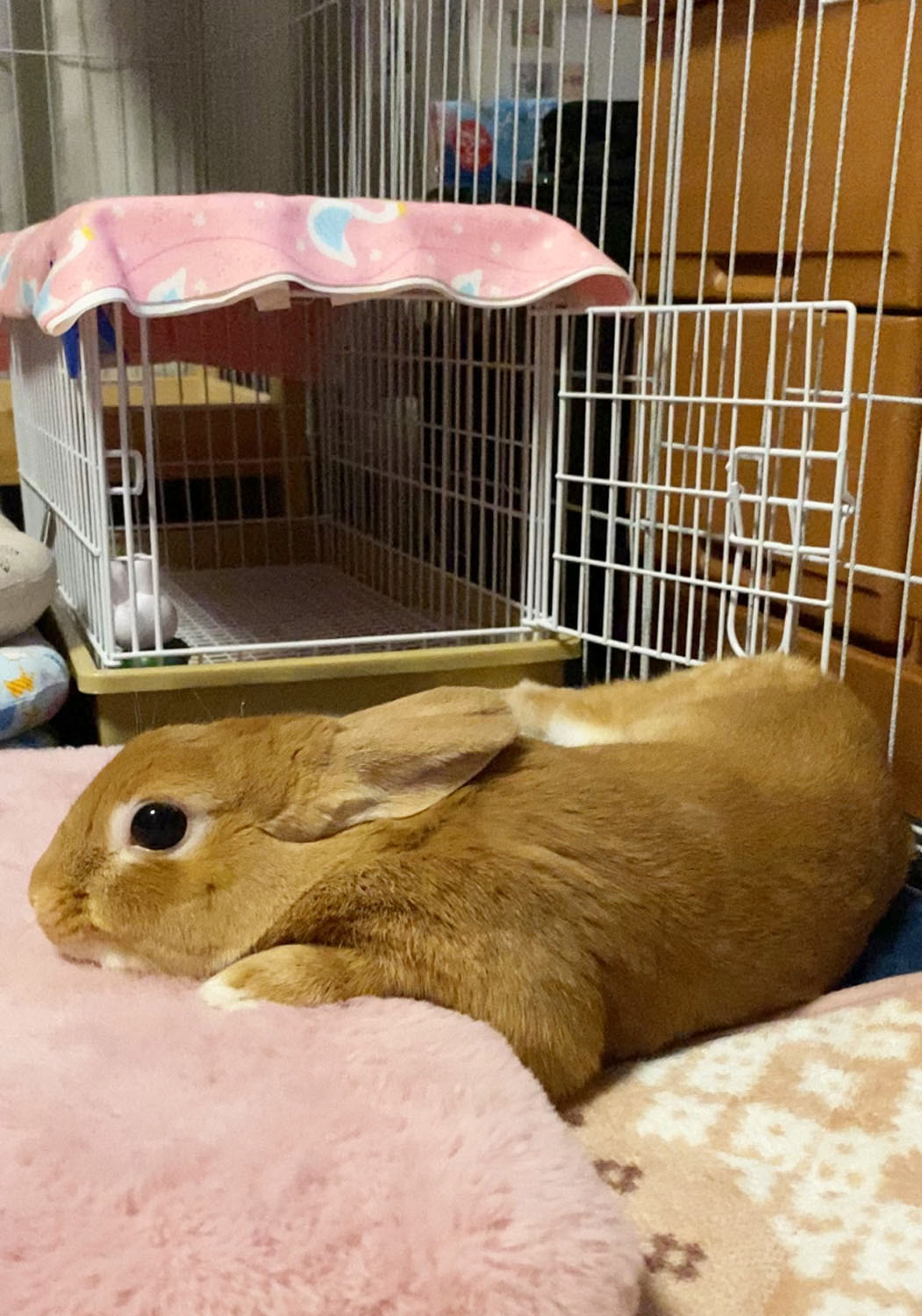 ぷりん　（ぐーたら部門）