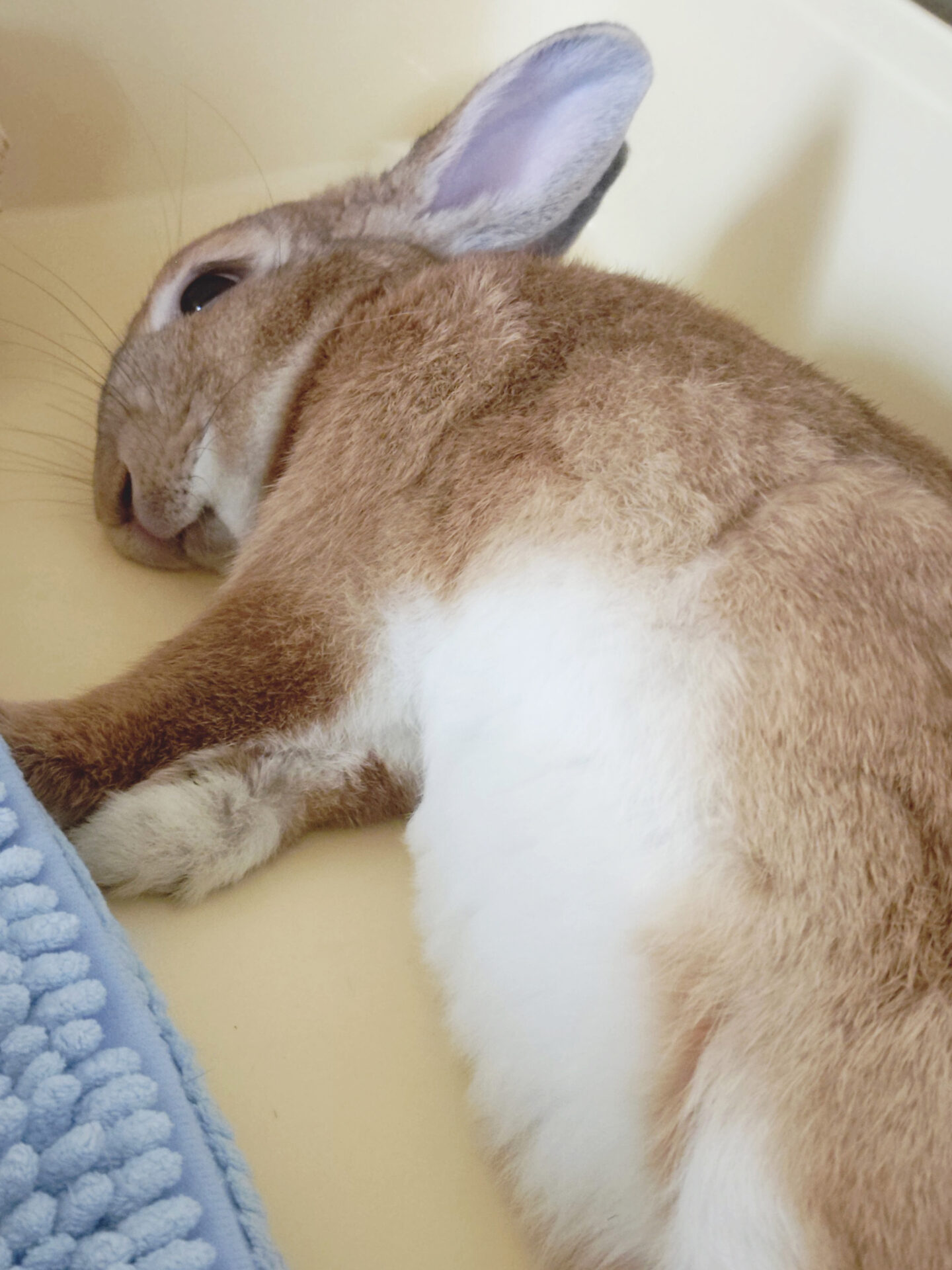 むぎちゃ（ぐーたら部門）