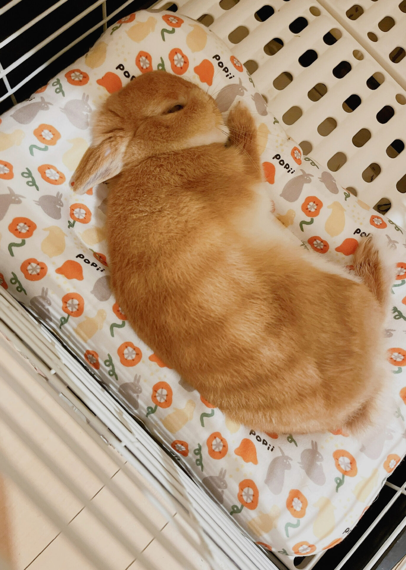 たろう（ぐーたら部門）