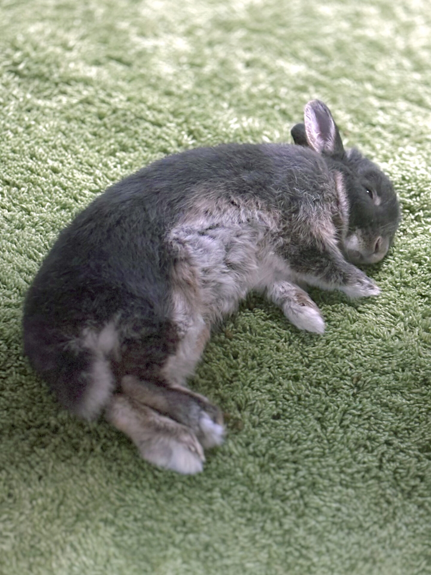 はる（ぐーたら部門）