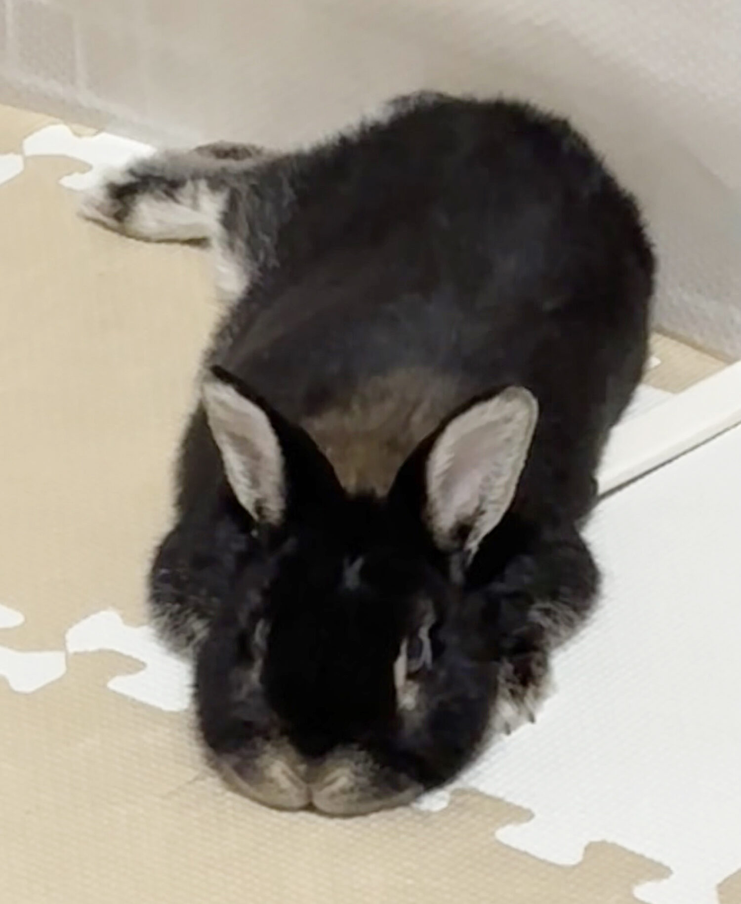 うめ（ぐーたら部門）