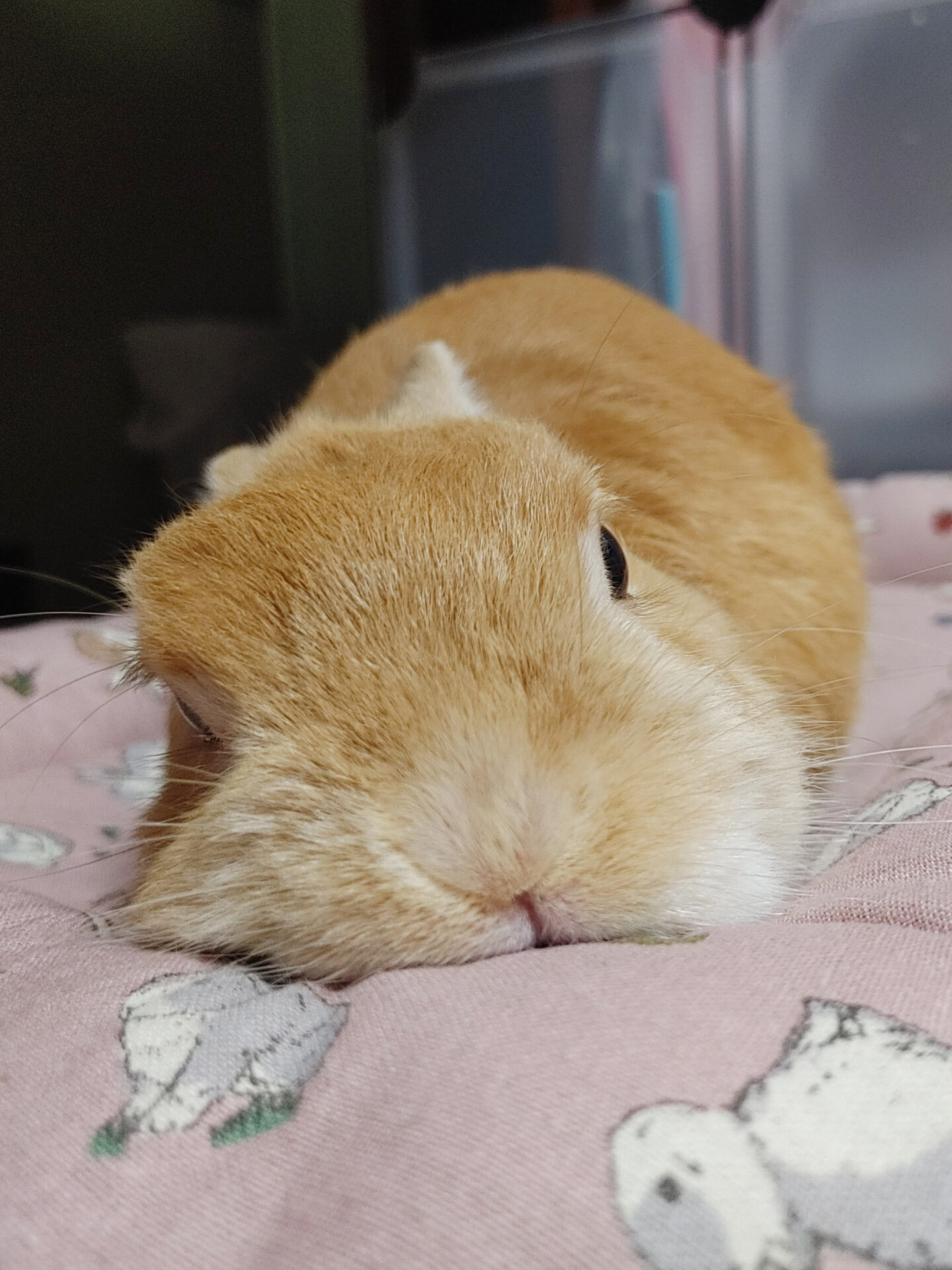 うた（ぐーたら部門）