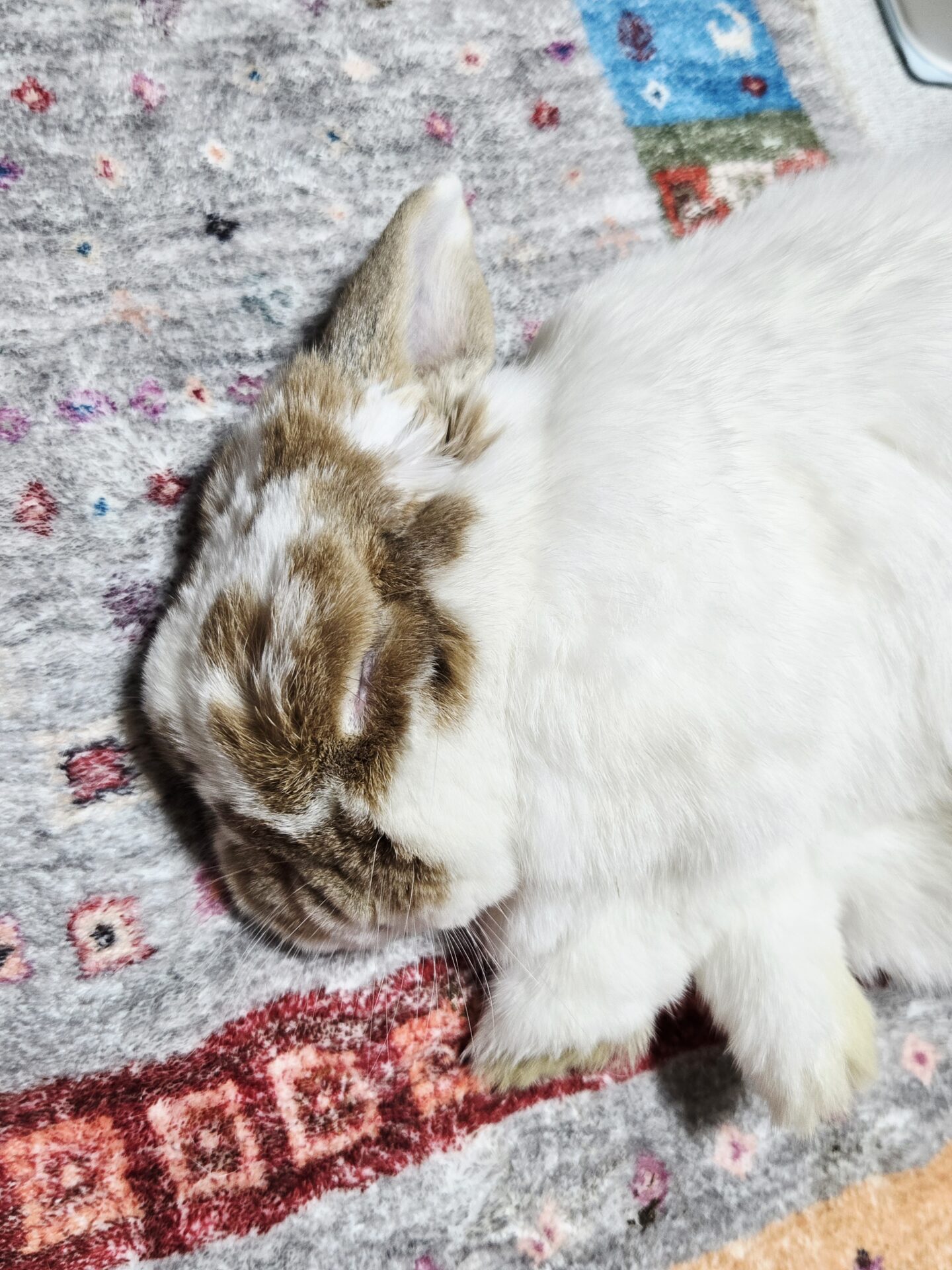 れむ（ぐーたら部門）