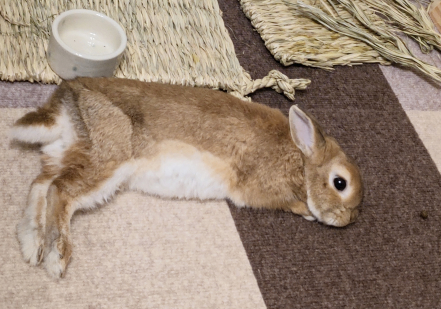 鈴（ぐーたら部門）