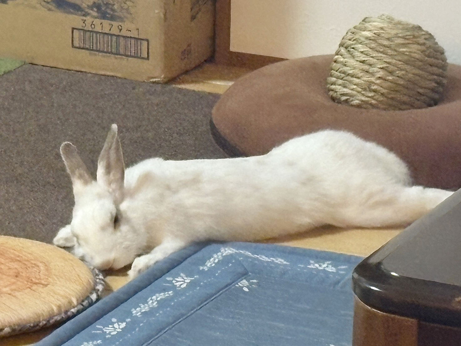 シフォン（ぐーたら部門）