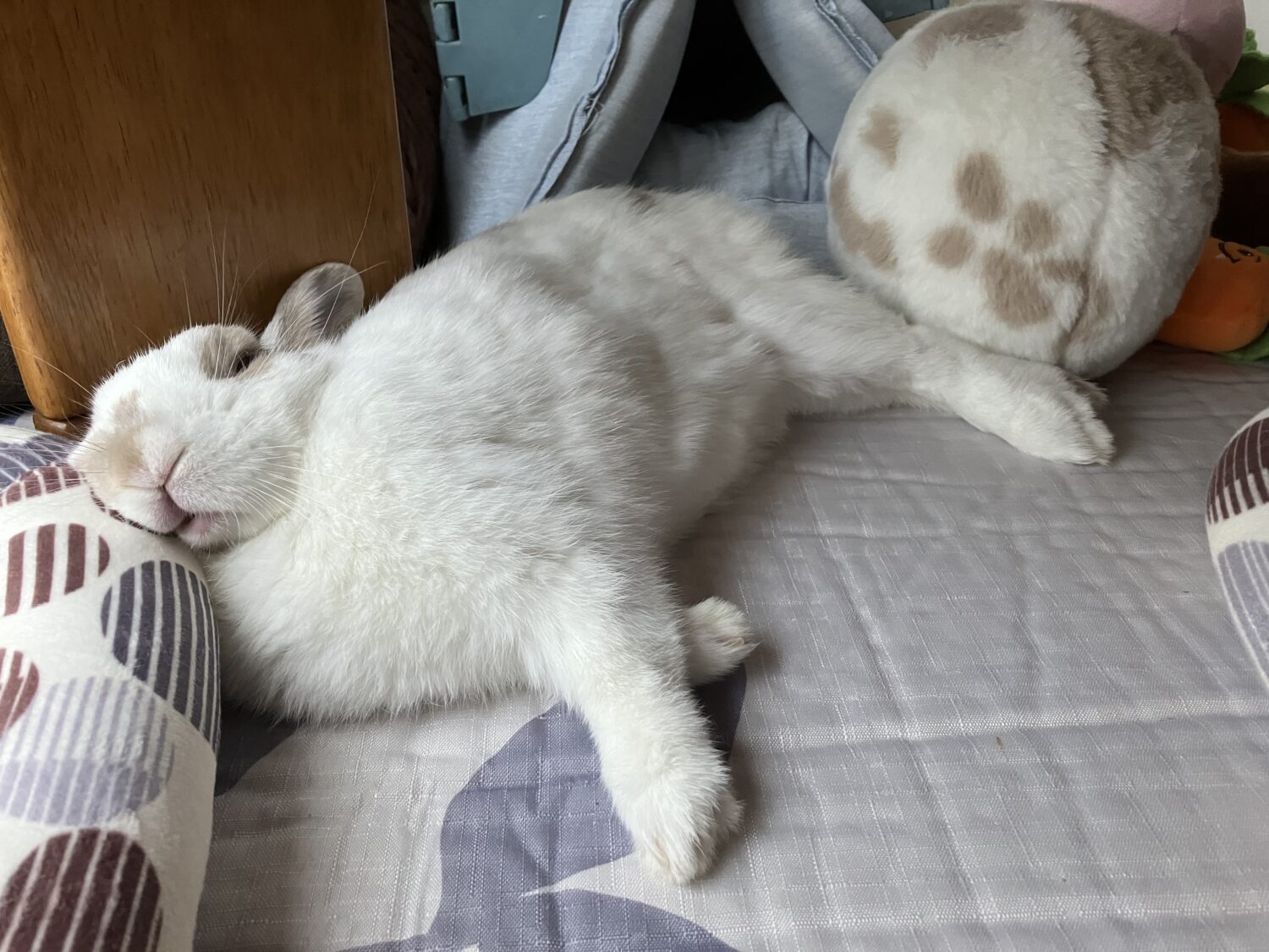 ししまる（ぐーたら部門）