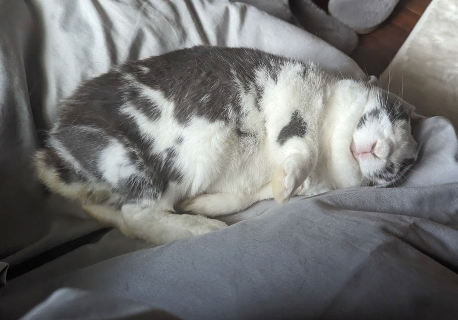 Dr・Colosso（ぐーたら部門）