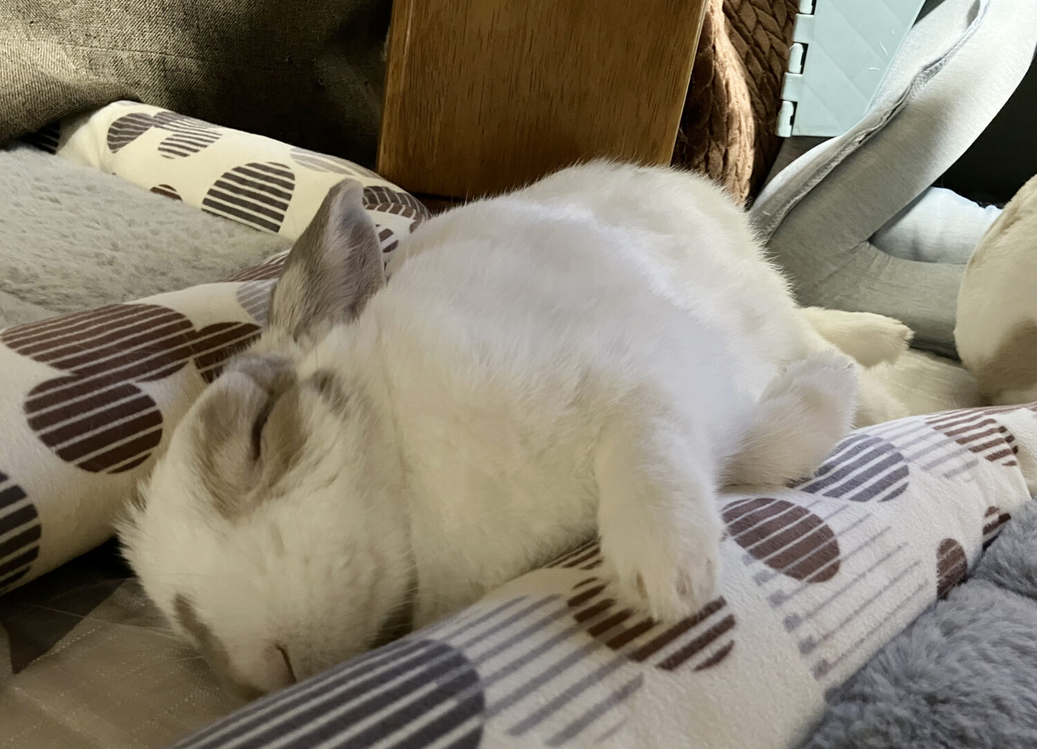 ししまる（ぐーたら部門）