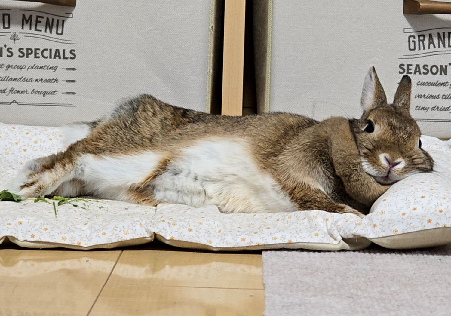 るる（ぐーたら部門）