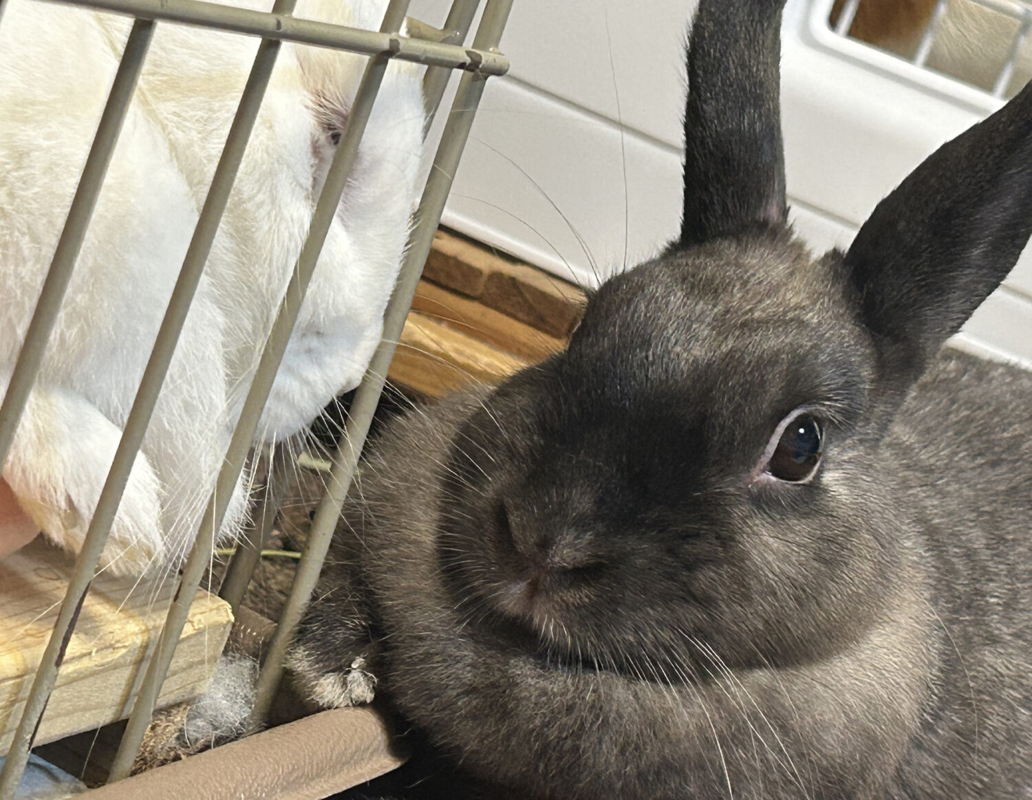 ねね（ネザーランドドワーフ）もきゅ(白)（ぐーたら部門）