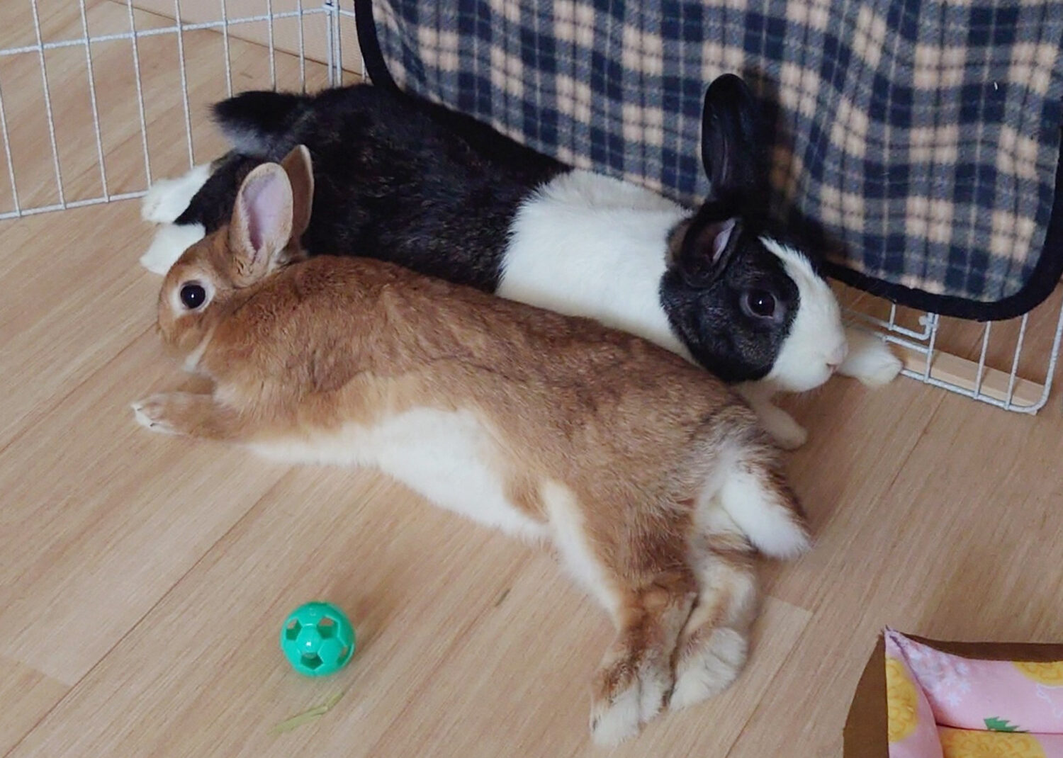 小鉄（ダッチ）、サニー（ネザーランド）（ぐーたら部門）