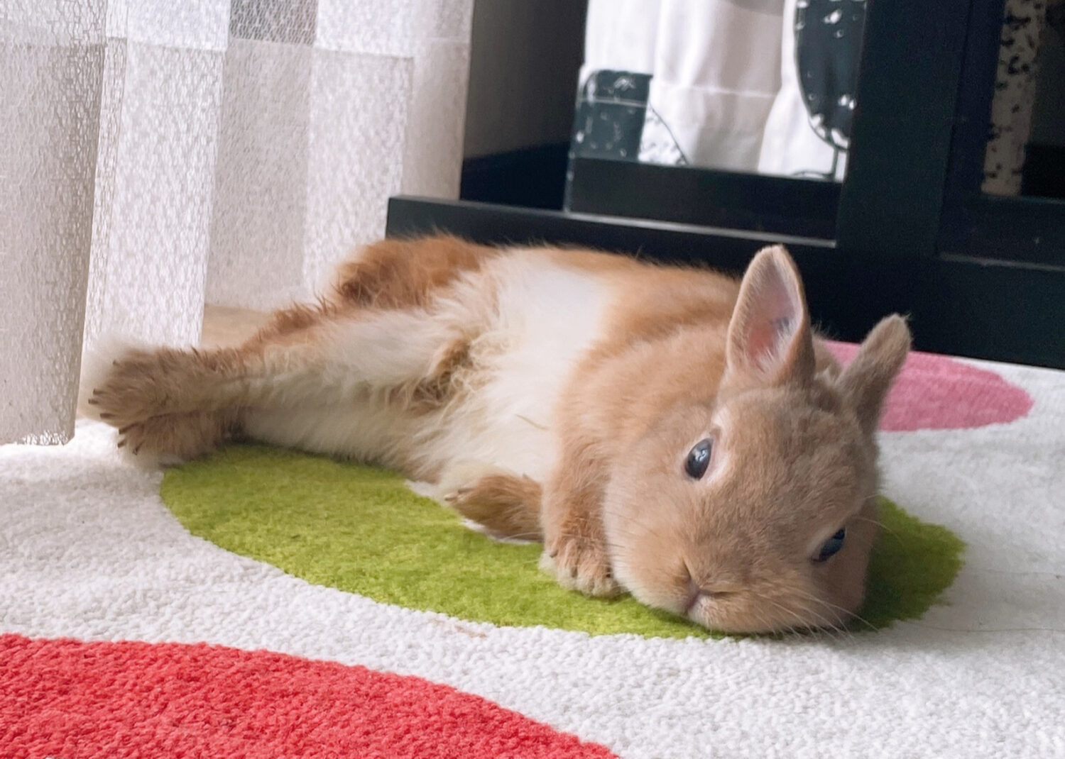 ふうた（ぐーたら部門）