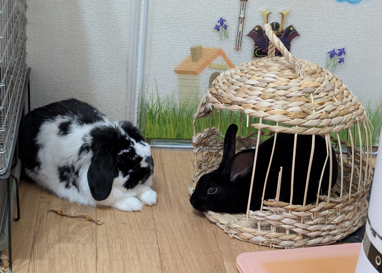 ごま(ホーランドロップ)、すぐり(ミニレッキス)（ぐーたら部門）