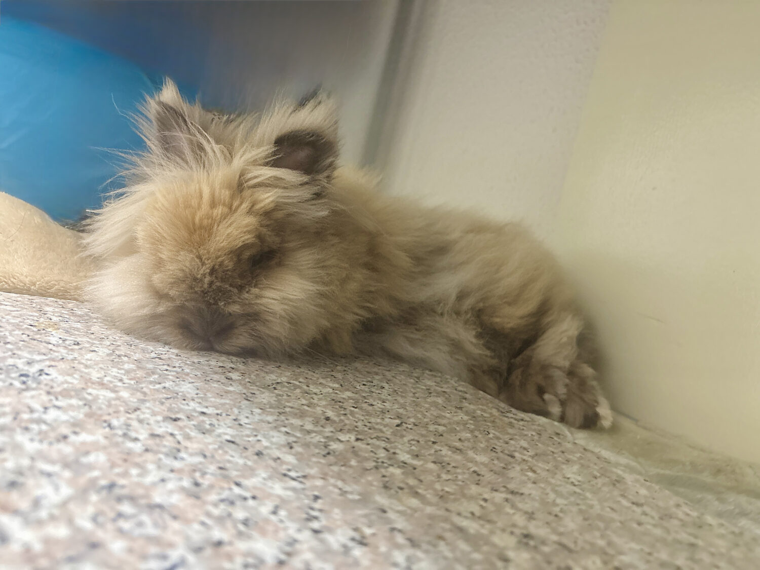 にこ（ぐーたら部門）