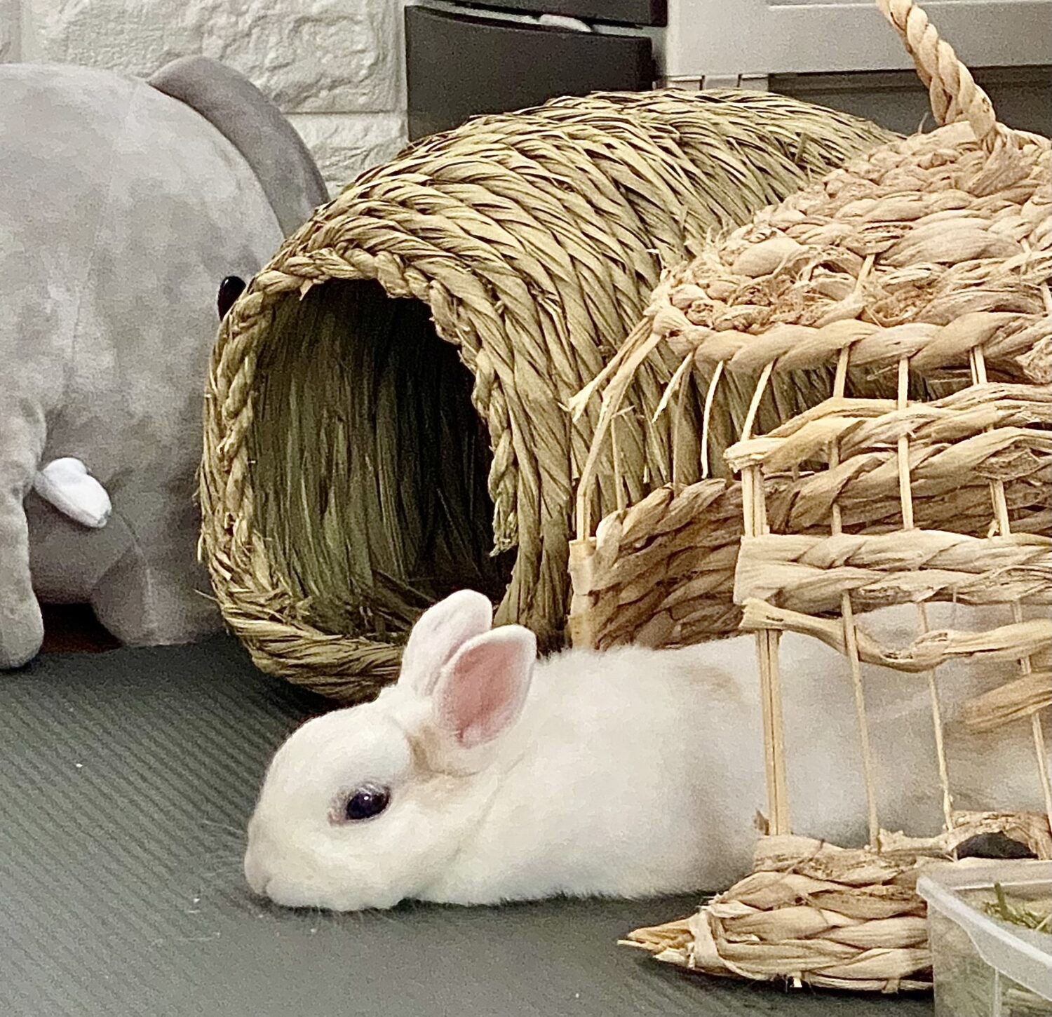 しらたま（ぐーたら部門）