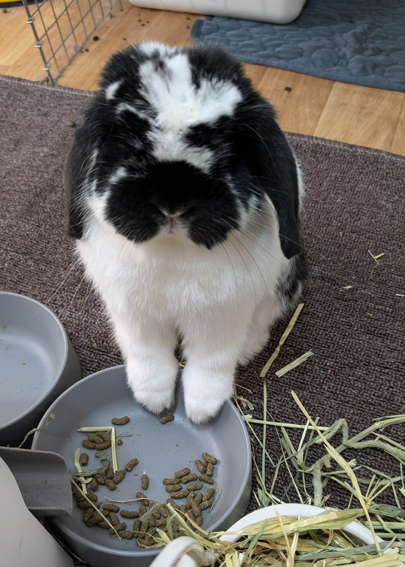 ごま　（大賞）