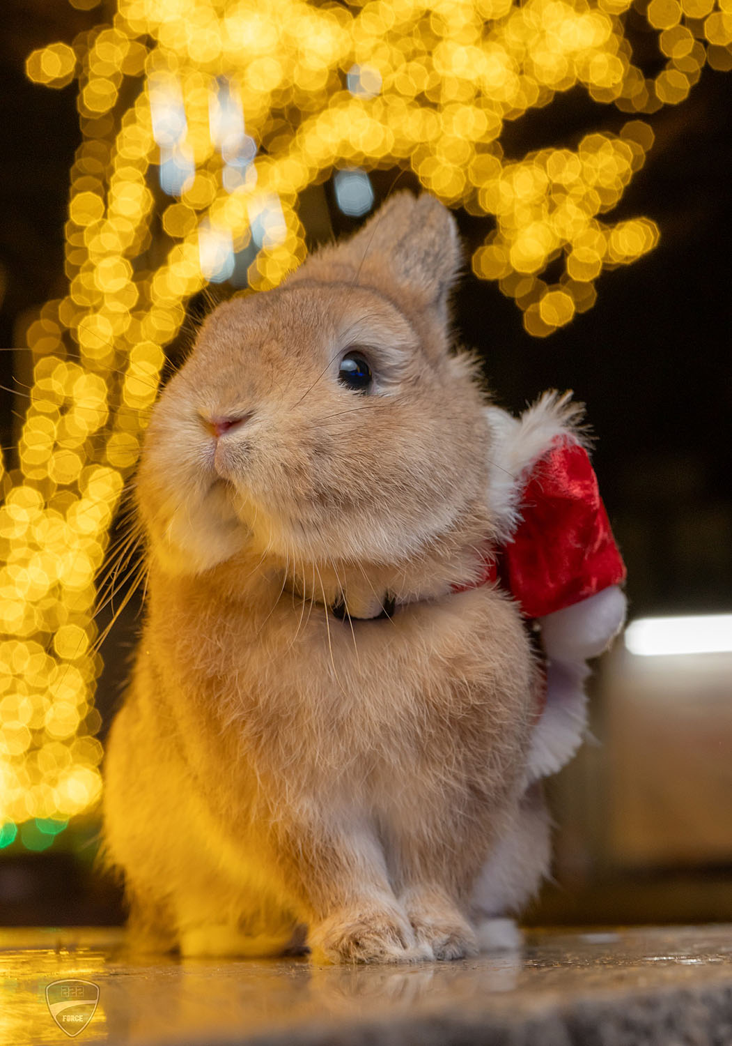 省吾様（大賞）