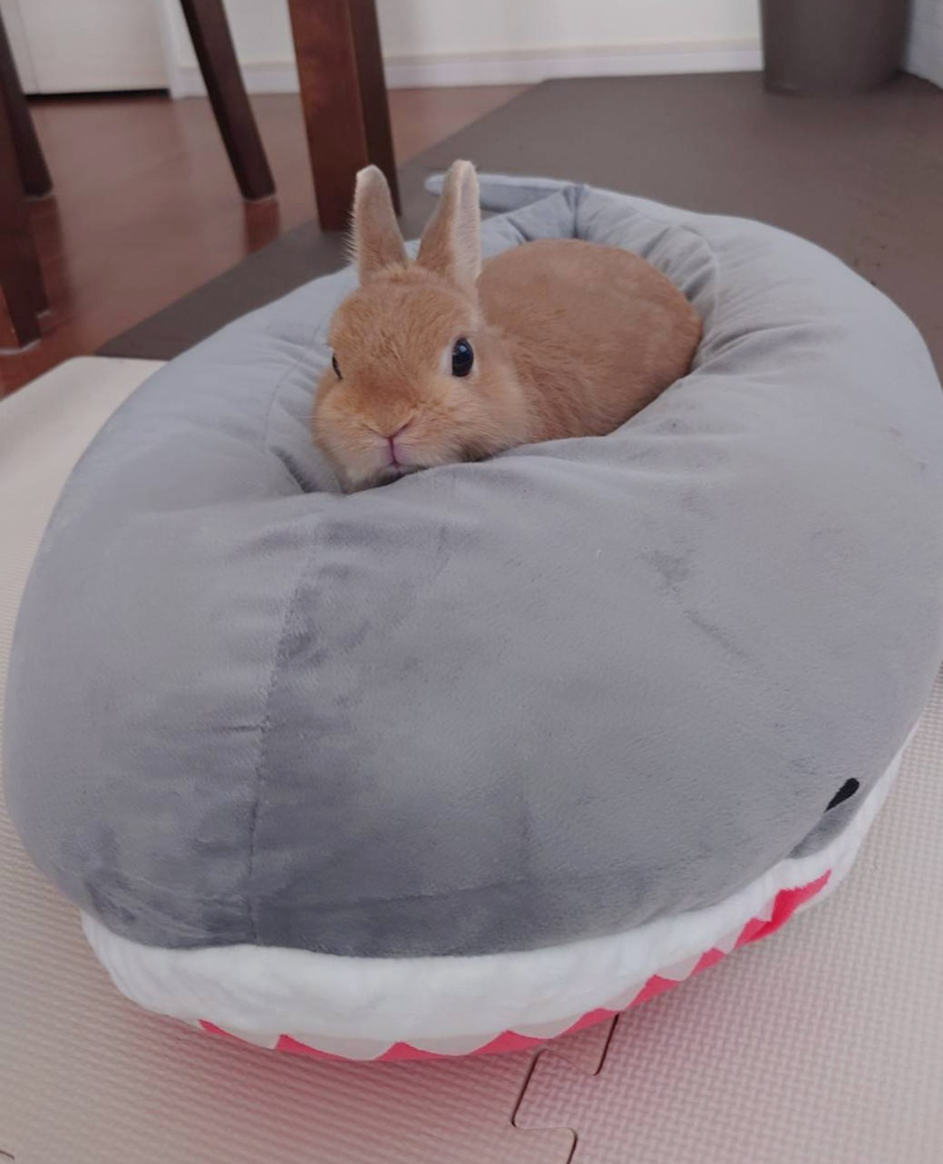 ＣＯＣＯくん（大賞）