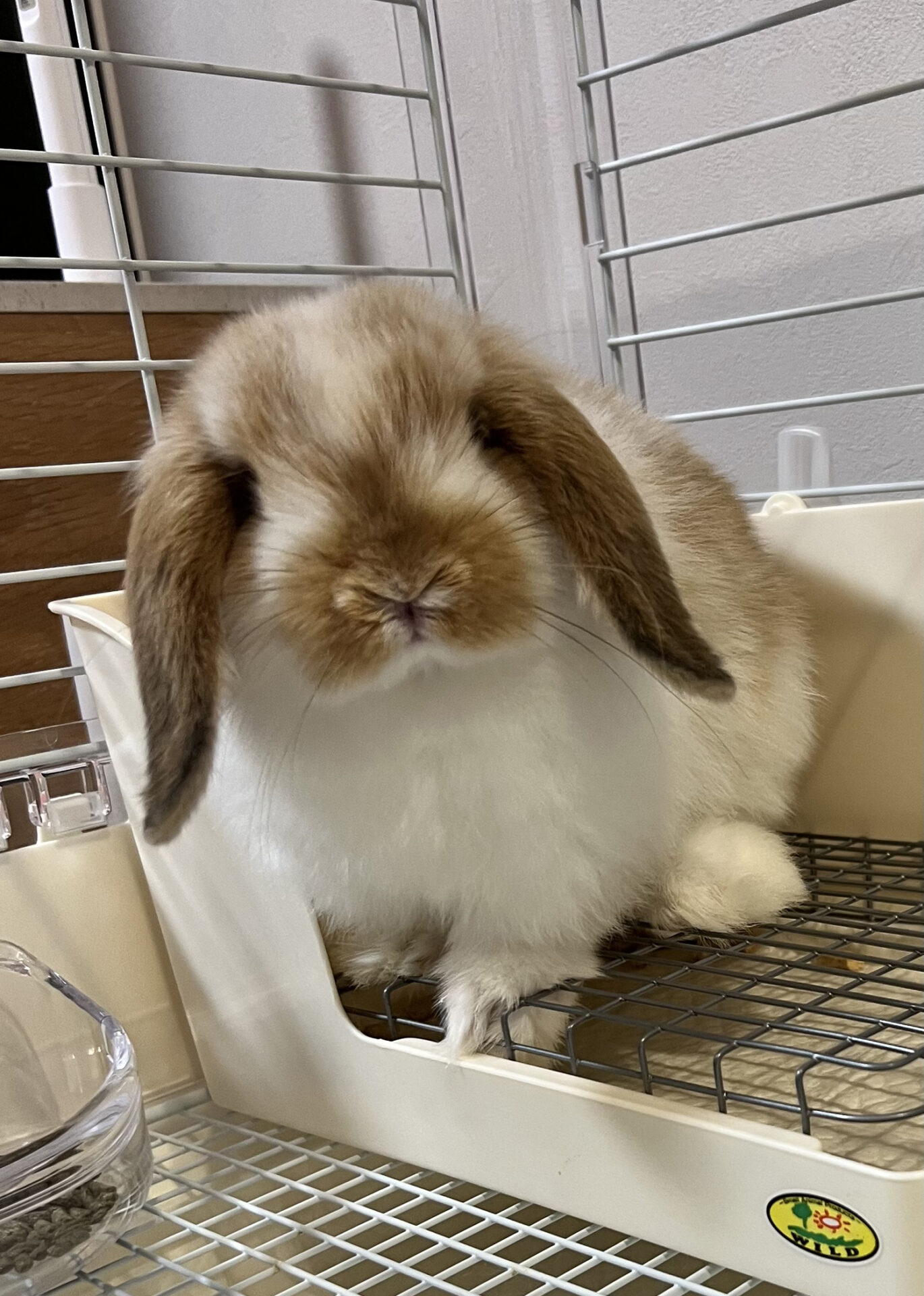 もふのすけ（大賞）