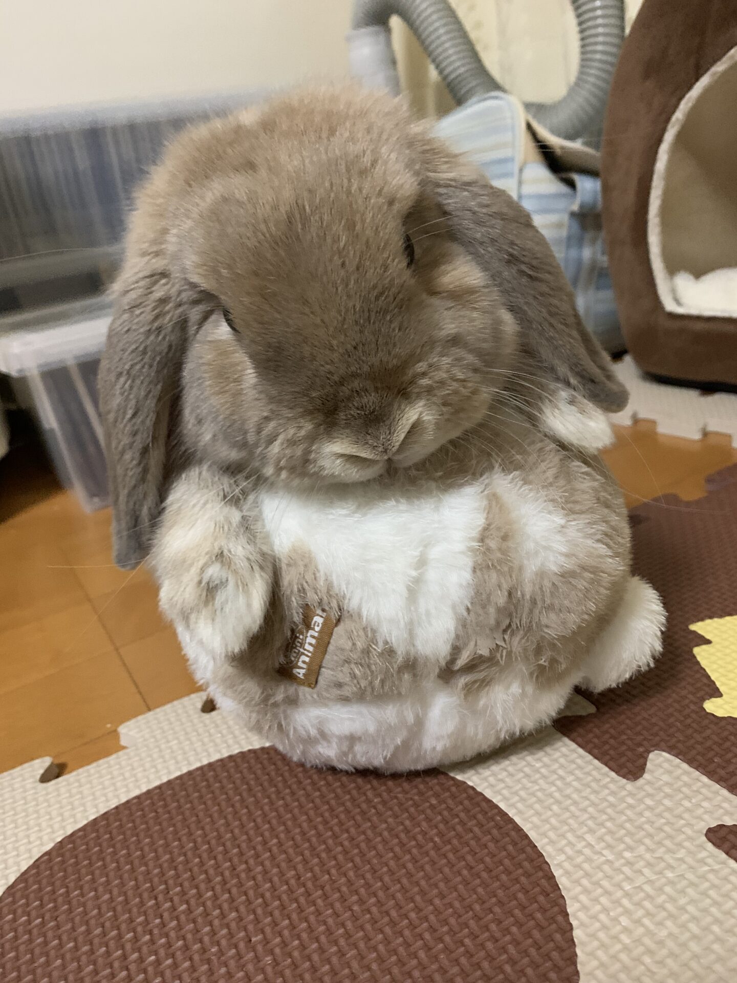 ろっぴー（大賞）