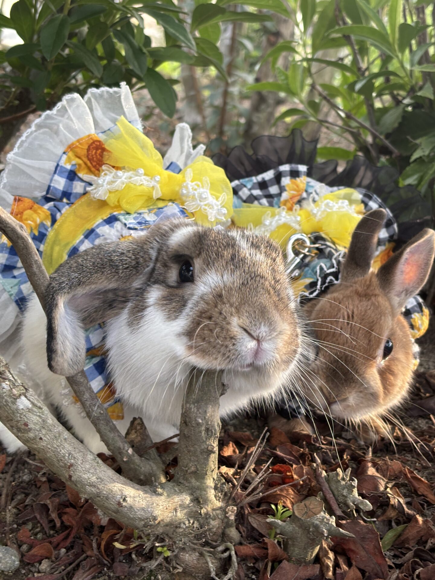 虎太郎（ネザーランド）・凛太郎（ホーランドロップ）（大賞）