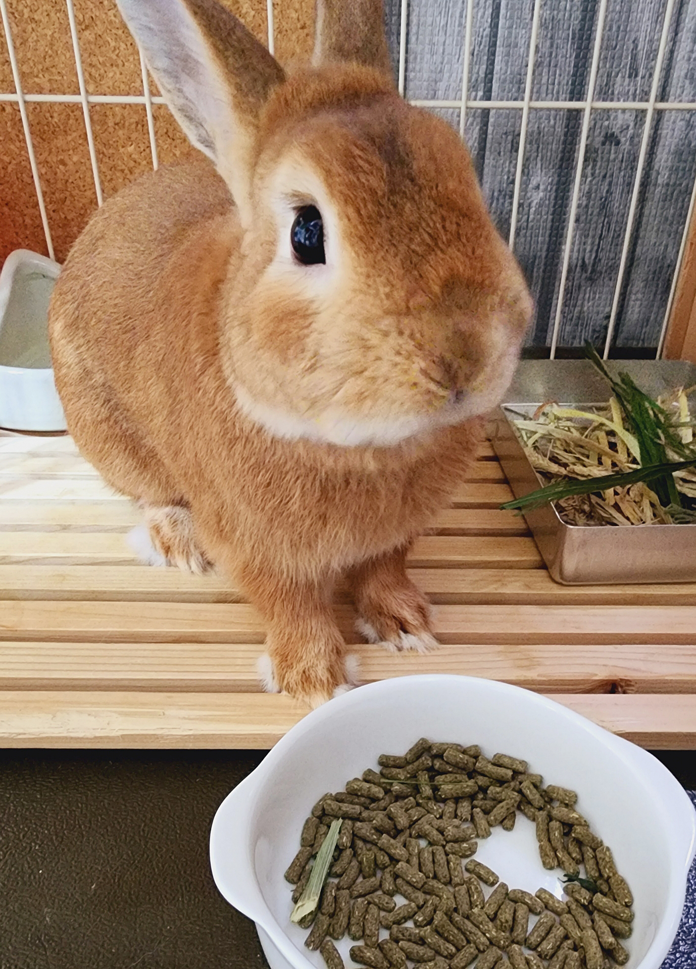 こはる（大賞）