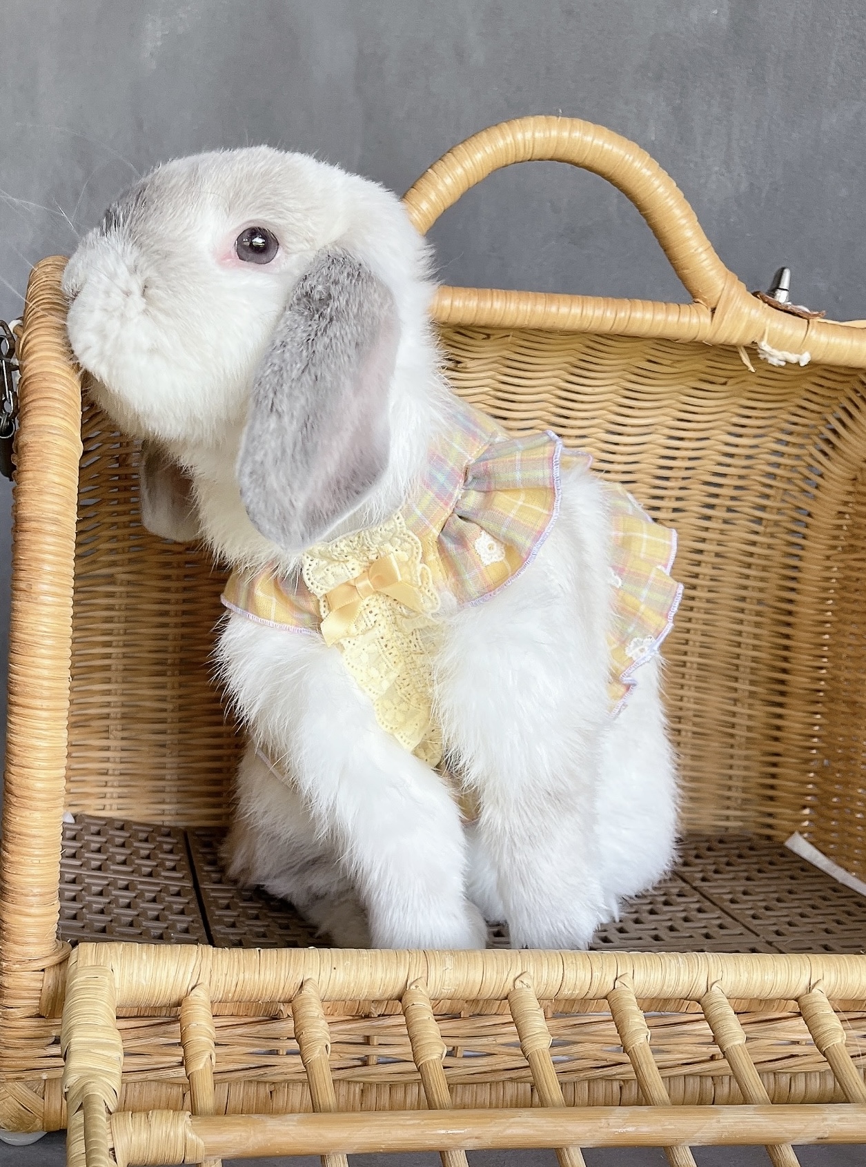 わたあめ（大賞）