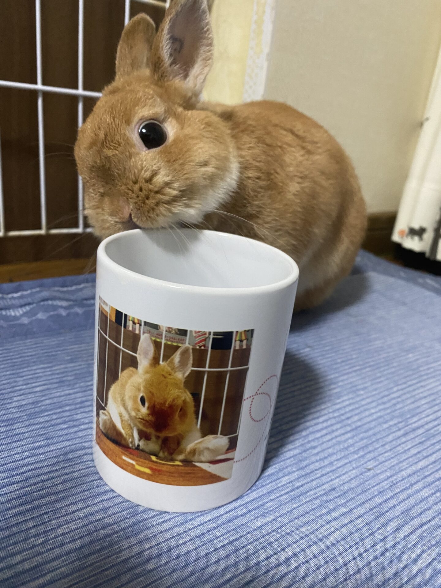 ちらみ（大賞）