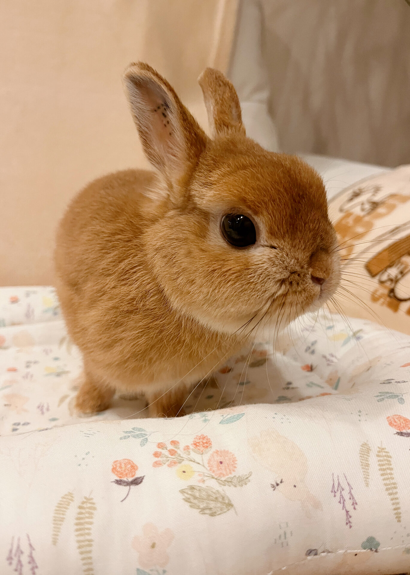 たろう（大賞）