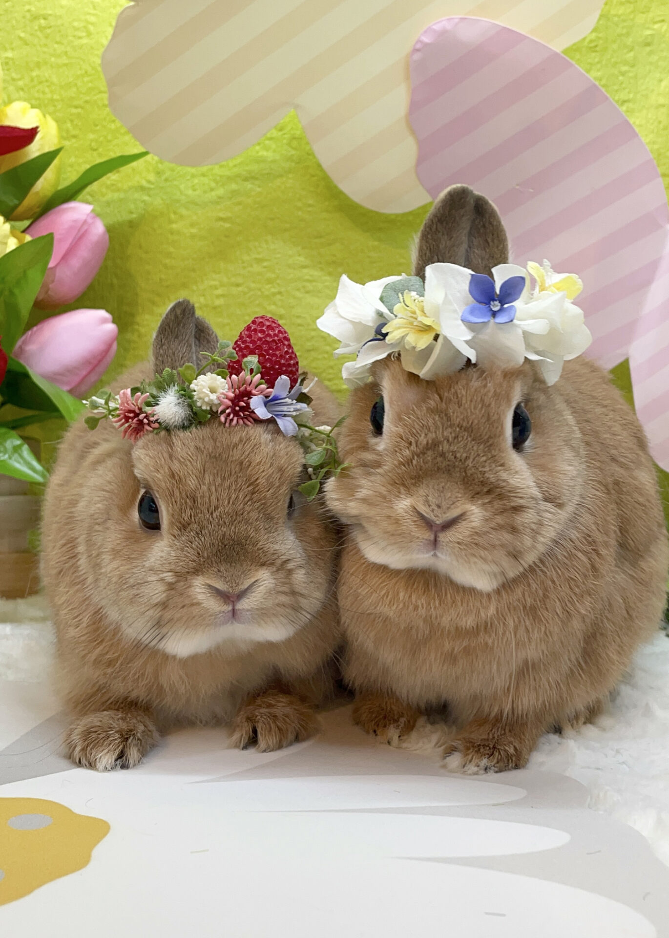 右　うい　　　左　うた（大賞）