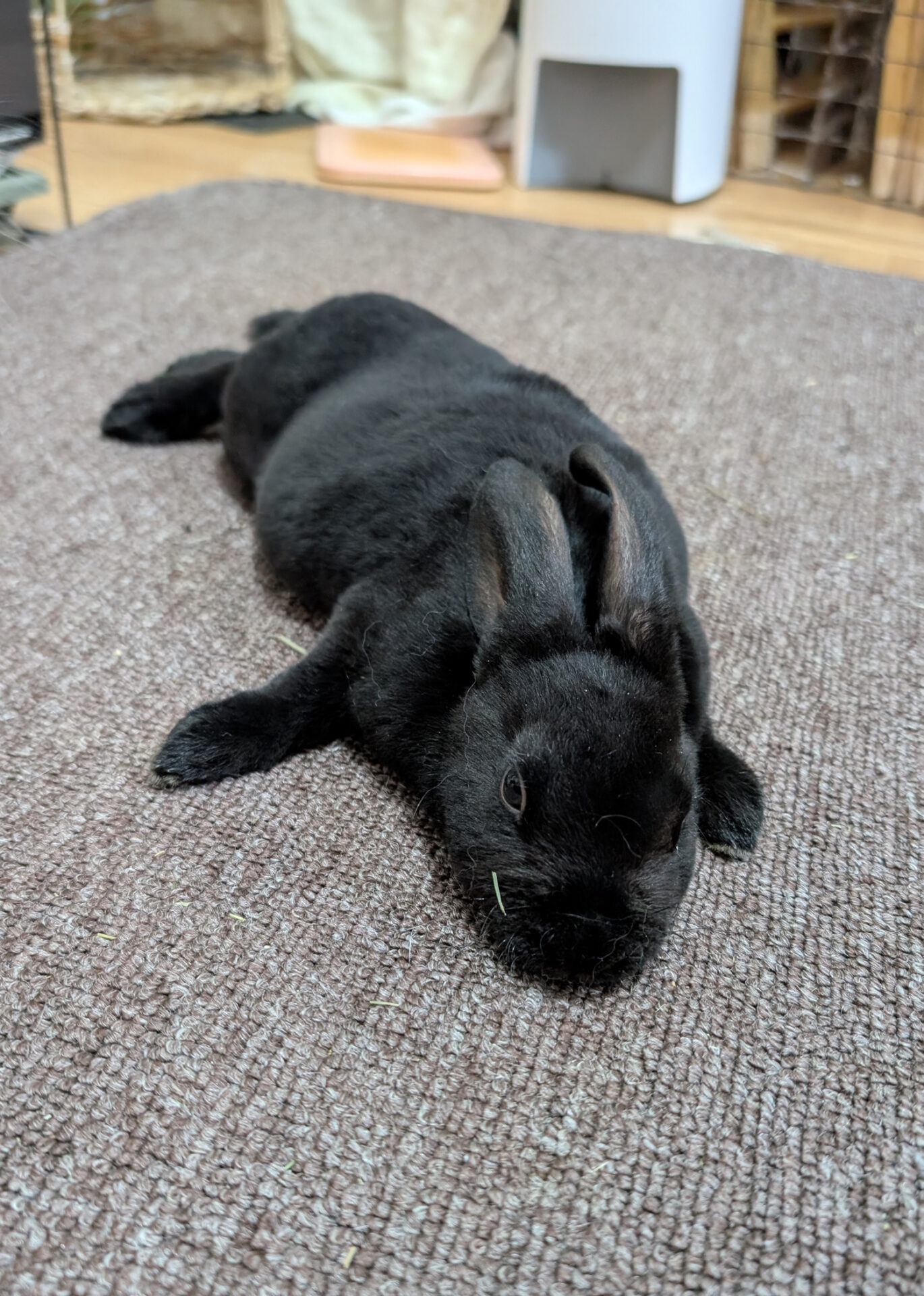 すぐり（大賞）