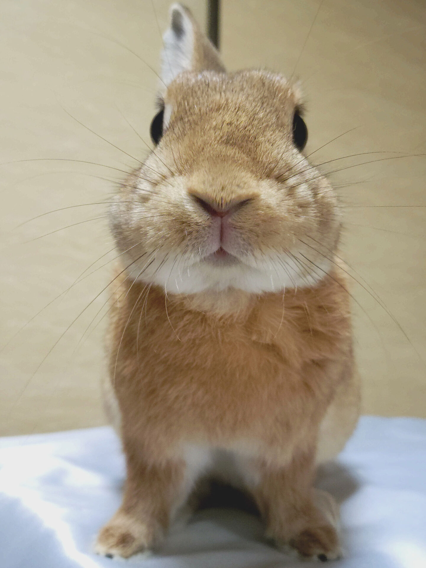 むぎちゃ（大賞）