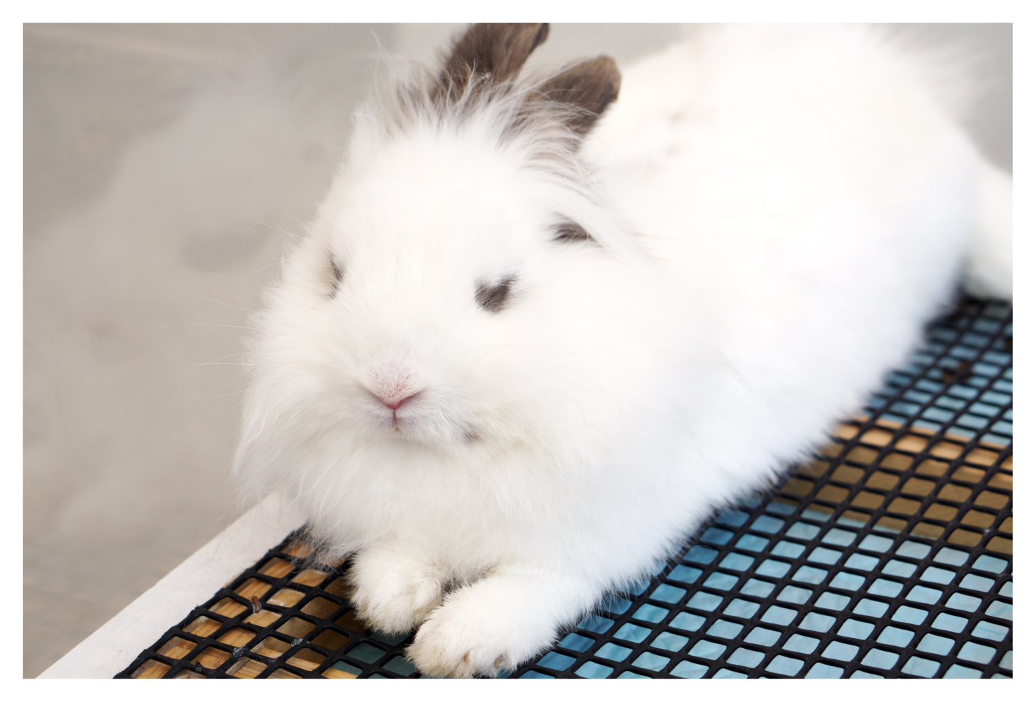 グリット（大賞）