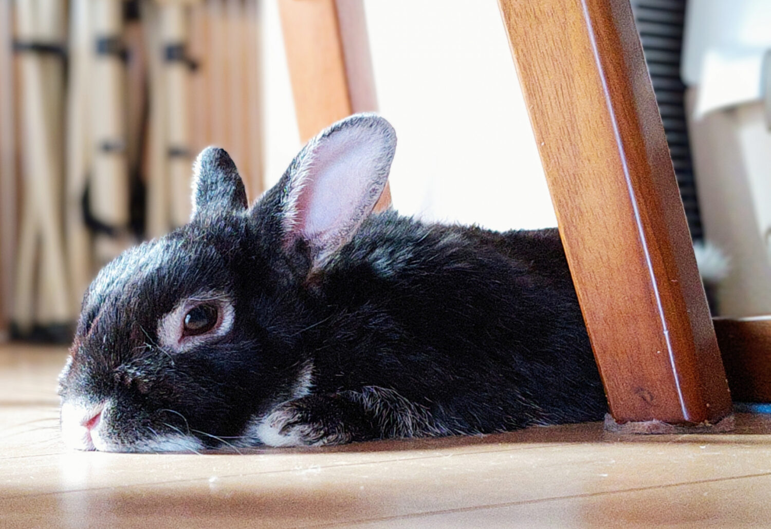 あたる（大賞）