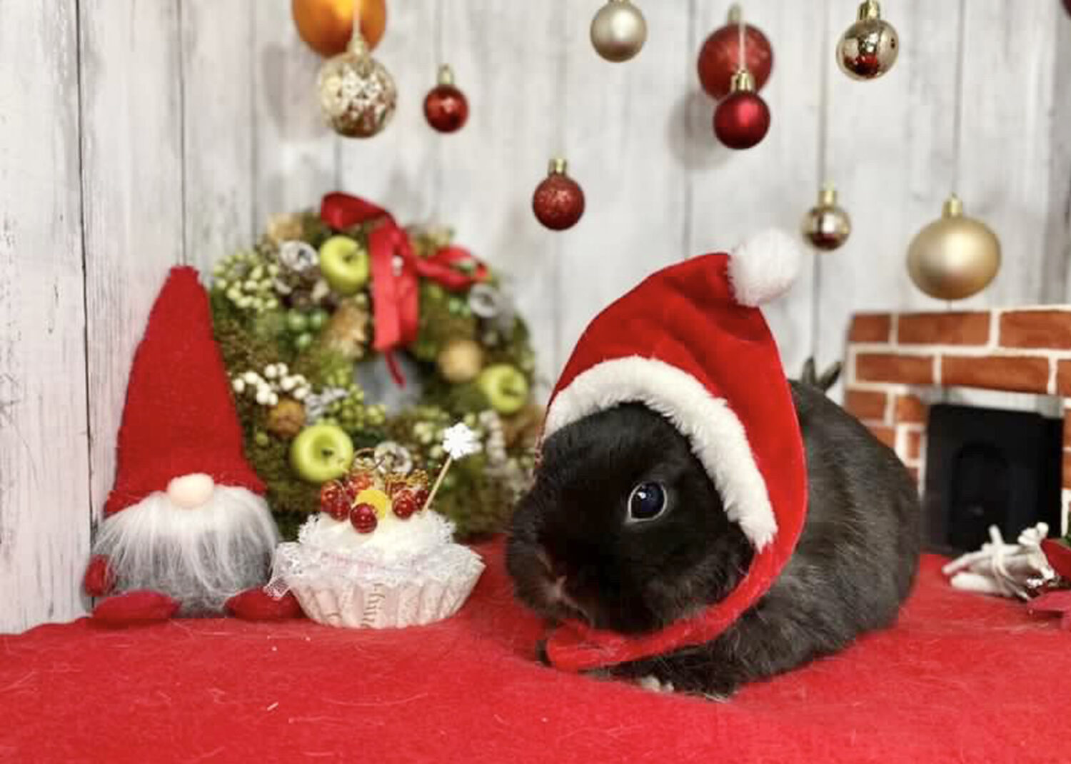 あんこ（大賞）