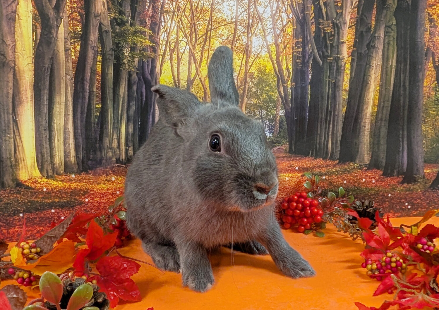 あんちゃん（大賞）