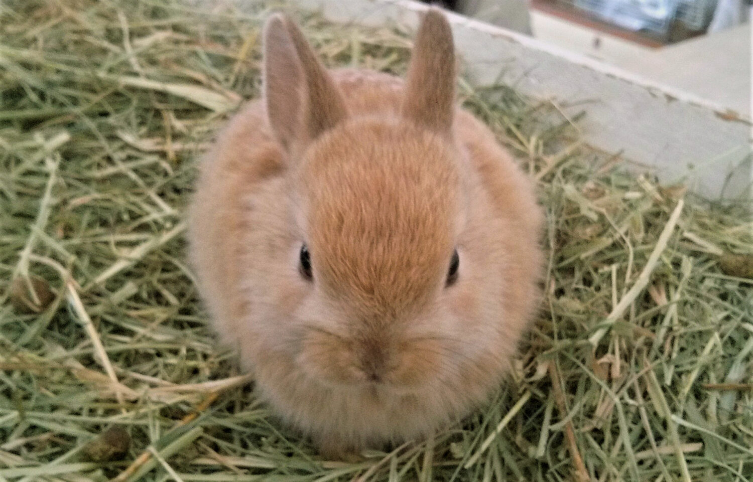 むぎ（大賞）（大賞）