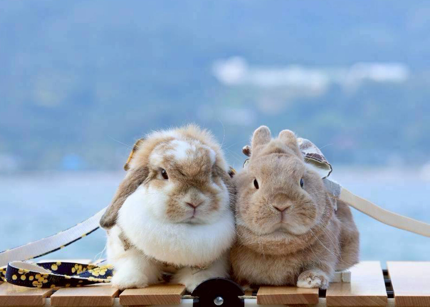 福(ネザーランド)、空(ポーランドロップ)（大賞）